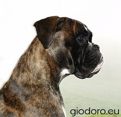 Chanel giodoro