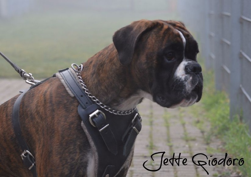 Jette giodoro